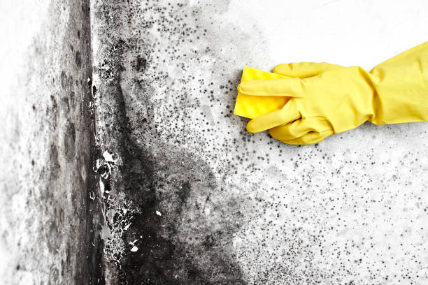 Crawl Space Mold Removal in Avila Beach, CA