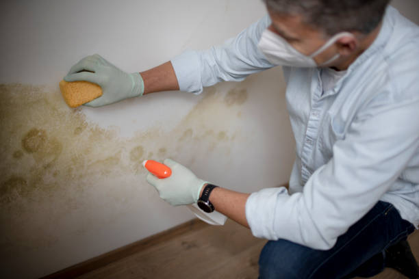 Best Mold Cleaning Services  in Avila Beach, CA