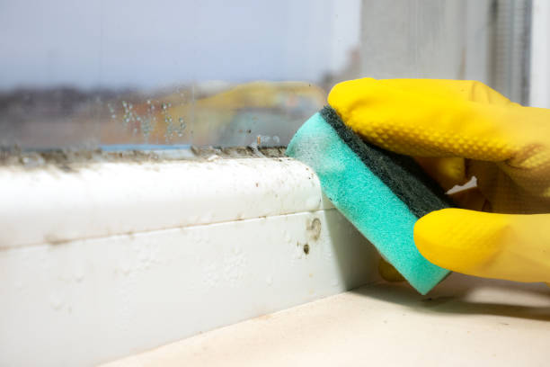 Best Residential Mold Removal  in Avila Beach, CA