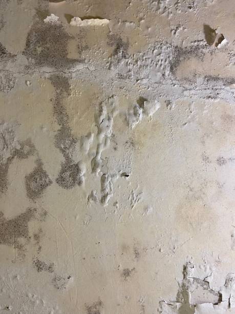 Best Same-Day Mold Removal  in Avila Beach, CA