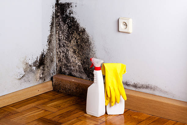 Best Mold Testing  in Avila Beach, CA
