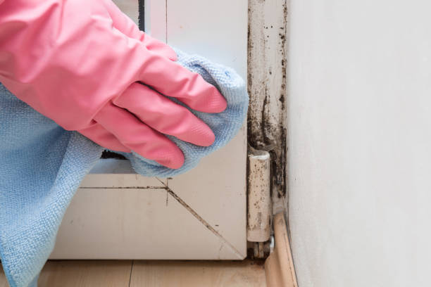 Best Toxic Mold Removal  in Avila Beach, CA