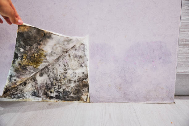 Best Attic Mold Removal  in Avila Beach, CA